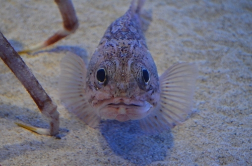 DSC_0017.jpg