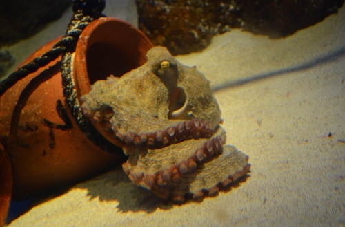 DSC_0018.jpg