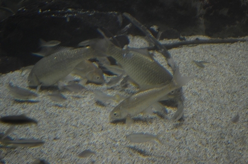 DSC_0064.jpg