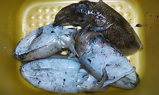 コウイカ 釣果.jpg