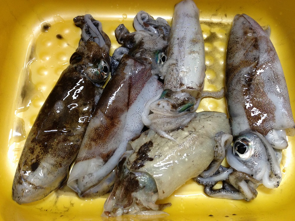 ika5.jpg