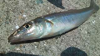 kisuup.jpg