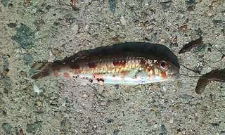koi.jpg