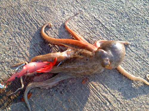 tako1.jpg