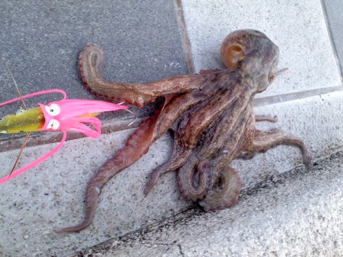 tako2.jpg